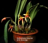 Bulbophyllum levanae  (3)